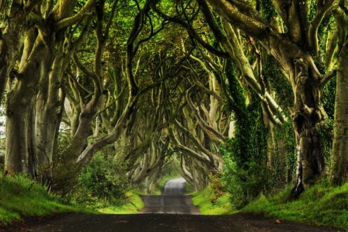 The Dark Hedges - da hecktictravels.com