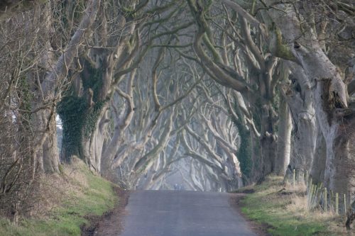 The Dark Hedges - foto Dave Harrison