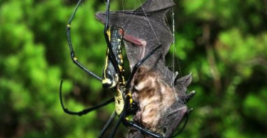 ragno mangia-pipistrelli I