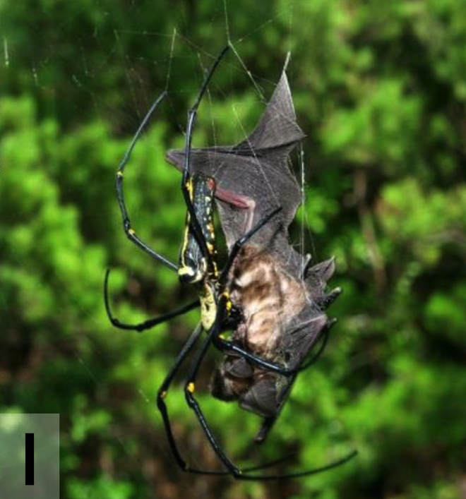 ragno mangia-pipistrelli I