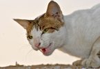 un gatto arrabbiato