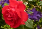 profumo di rosa