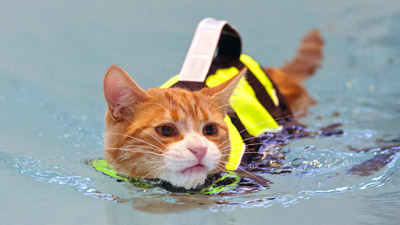 il gatto roy in acqua