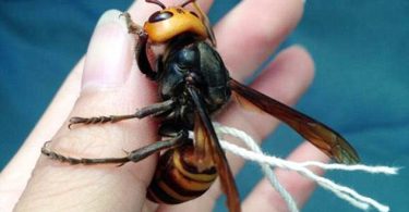 La vespa addomesticata
