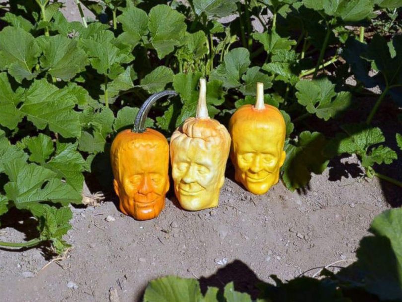 zucche frankenstein