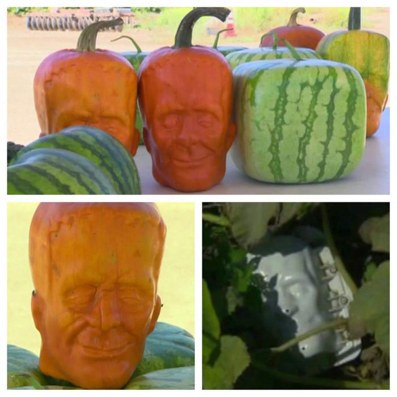 zucche frankenstein