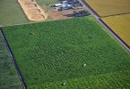 Cool Patch Pumpkins
