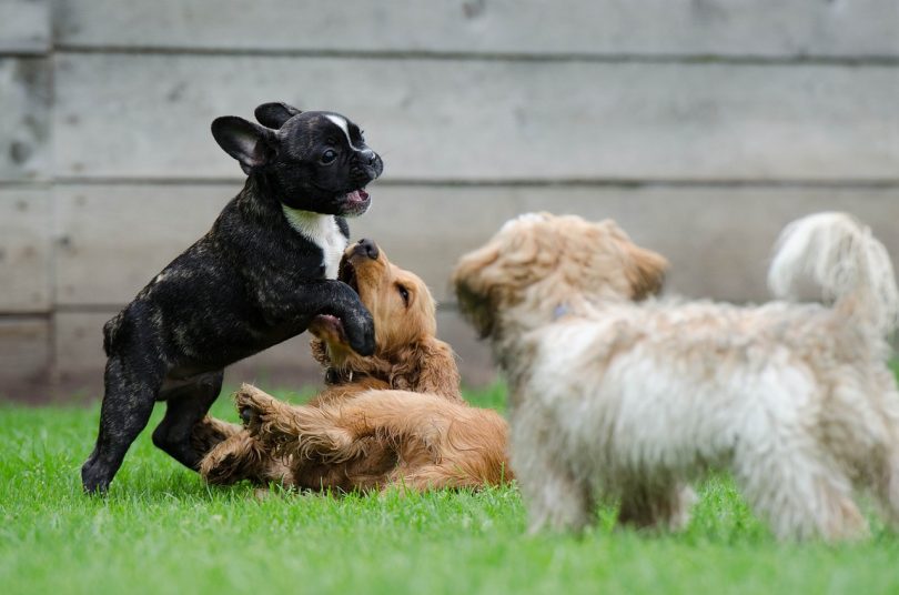 cuccioli che giocano
