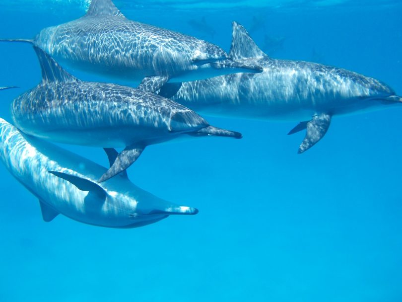 delfini