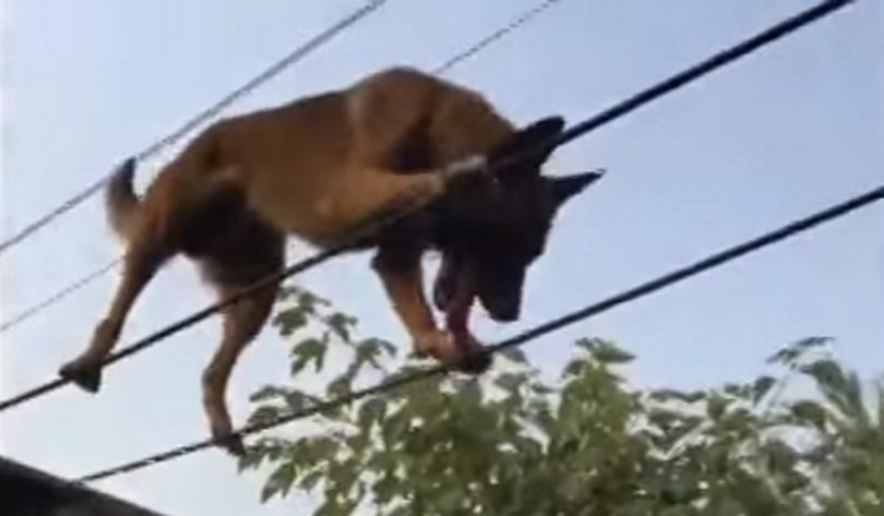 il cane equilibrista - da youtube