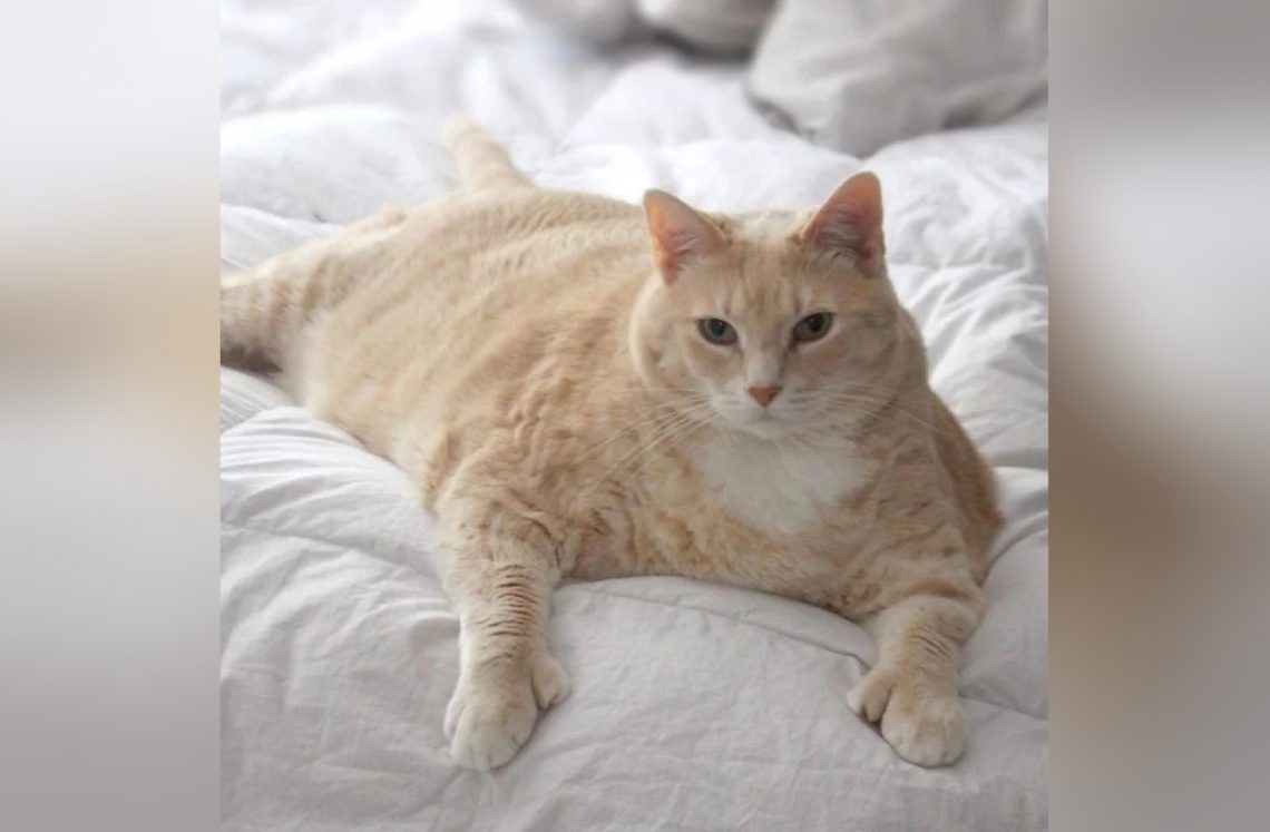 Il Gatto Che Ha Vissuto Più A Lungo