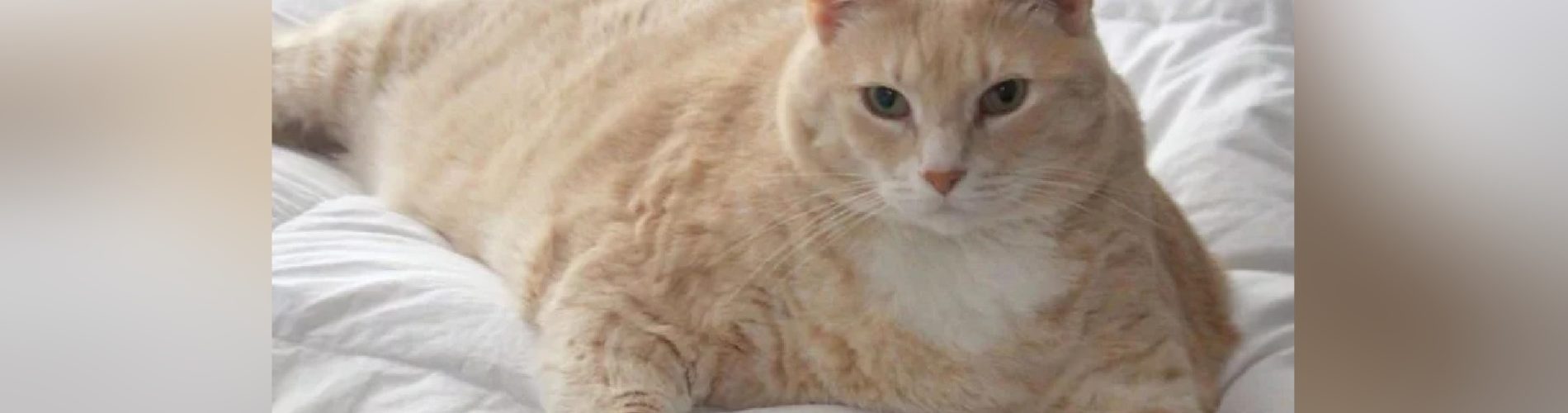 Il Gatto Che Ha Vissuto Più A Lungo